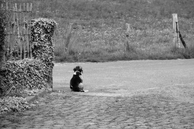 Beagle B&W, par Xavier E. G. Dierick